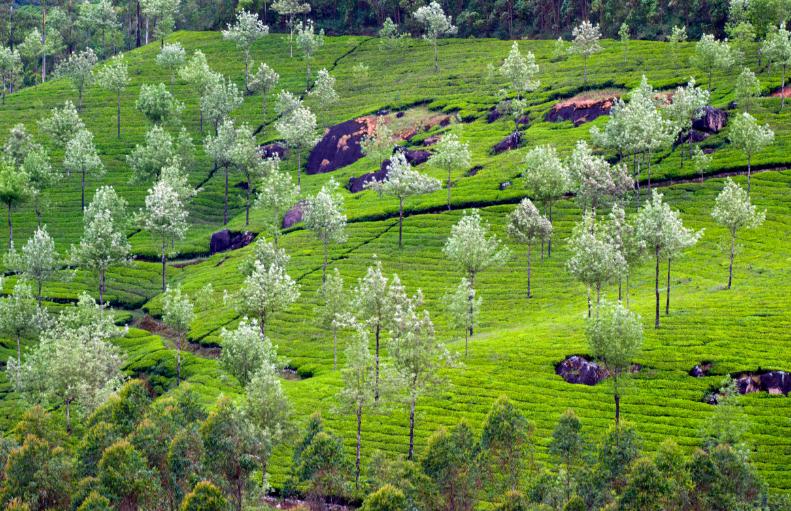 Green tea plantations across rolling hills in Ooty Tamil Nadu
