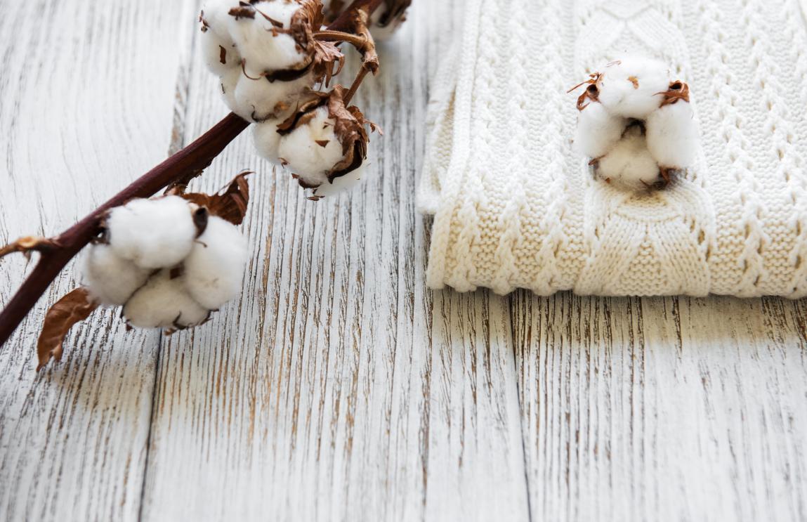 Close-up view of natural cotton fiber on plant ready for harvest